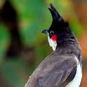 Red-whiskered Bulbul