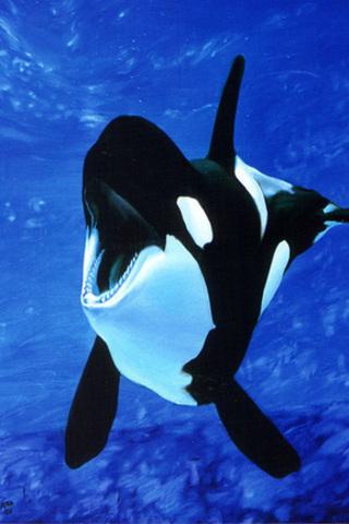 【免費娛樂App】Orca Wallpapers HD-APP點子