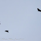 Spotless Starling