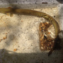 American eel