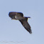 Osprey; Aguila Pescadora