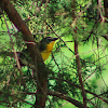 yellow breasted chat
