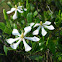 Gardenia jasminoides 栀子花