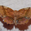 Scallop Moth