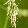 Two-spotted grass bug