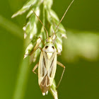 Two-spotted grass bug