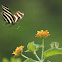 Zebra longwing