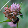 Norwegian bumblebee
