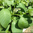 American Pokeweed