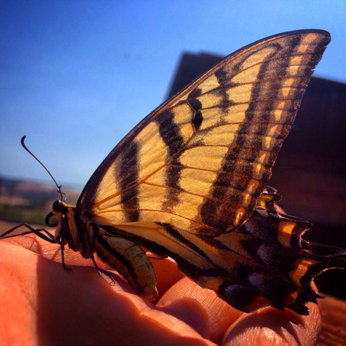 Western Tiger Swallowtail butterfly