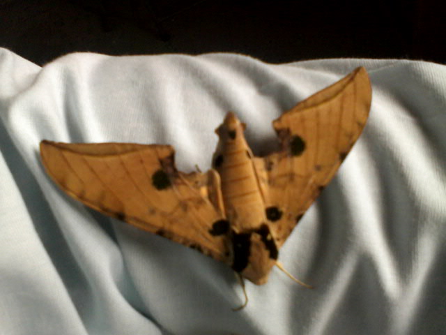 Hawk Moth