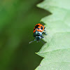 Milkweed Leaf Beetle