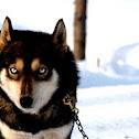 Siberian Husky