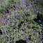 Lavandula angustifolia. Lavanda