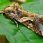 Oriental Leafworm Moth, Armyworm