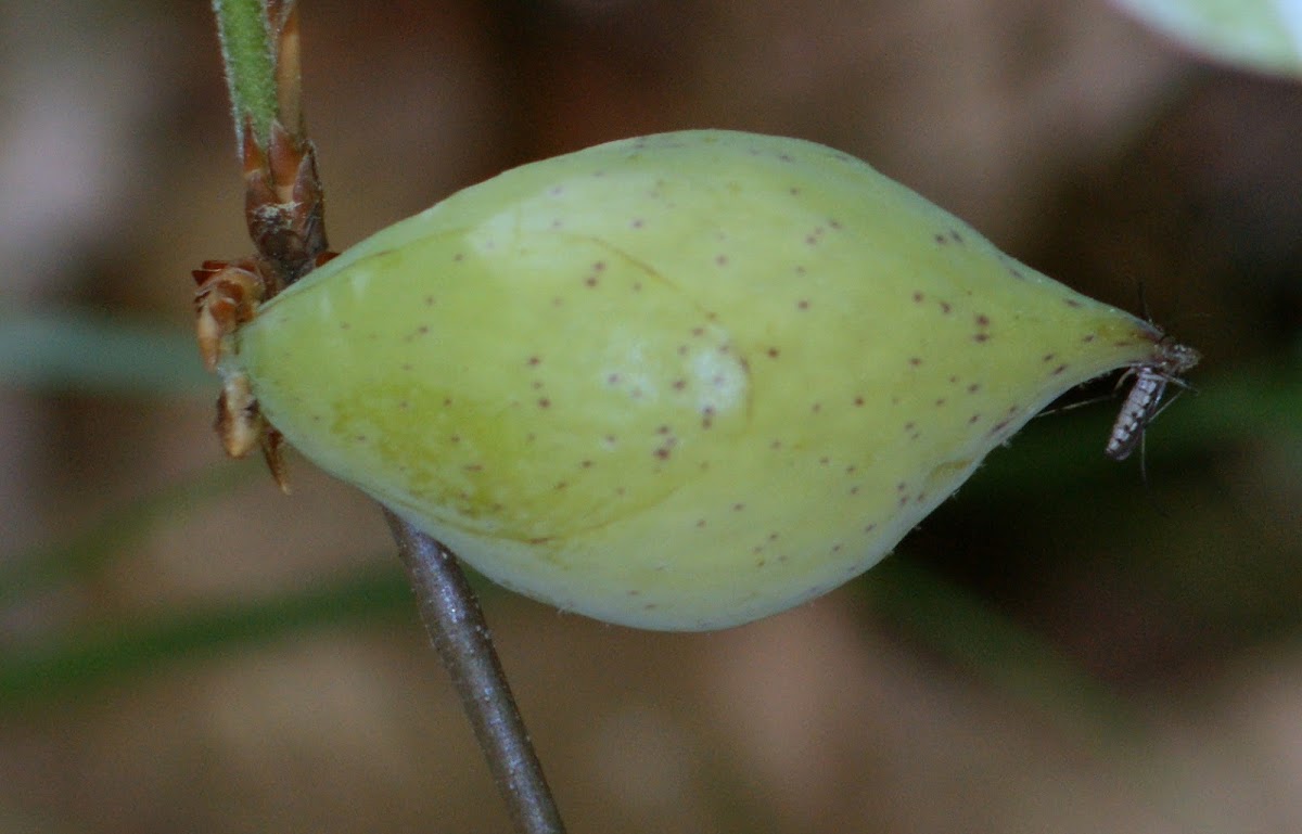 Gall of Cynipid Wasp