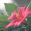 Hibiscus de Bory