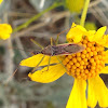 Leafhopper Assasin Bug