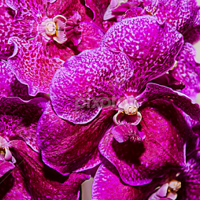 Orchid by Elmer Limpiado - Flowers Flower Gardens