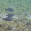Brown Surgeonfish (AKA Lavendar Tang)