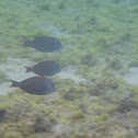 Brown Surgeonfish (AKA Lavendar Tang)