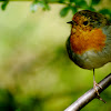 Red chested robin