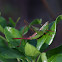 Short-winged Meadow Katydid