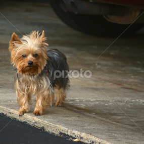 Crazy Hair by Sydney Rohmann - Animals - Dogs Portraits