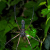 Giant Wood Spider - melanistic form