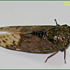 Kuliglig, Cicada