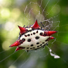 Crab-Like Spiny Orb-Weaver