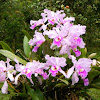 Orchids (Orquídeas)