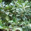 Indian laurel fig