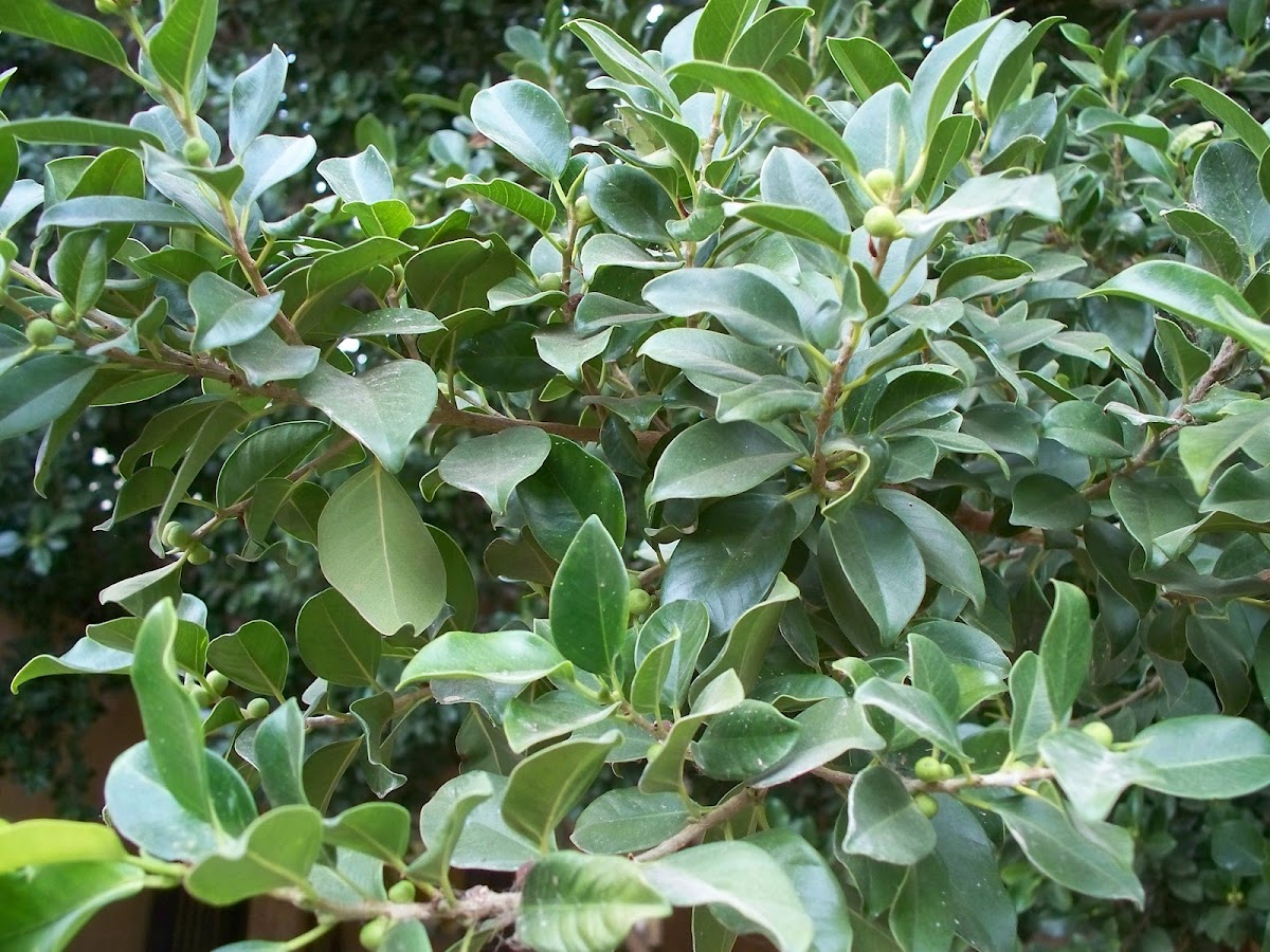 Indian laurel fig