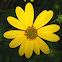 Paleleaf Woodland Sunflower