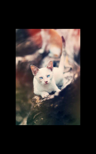 【免費個人化App】Photo Kitten Live Wallpaper-APP點子