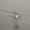 Western Pacific Signature Spider