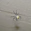 Western Pacific Signature Spider