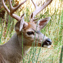 Mule deer (males)