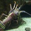 Giant Spiny Lobster