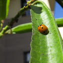 Seven-Spotted Lady Beetle