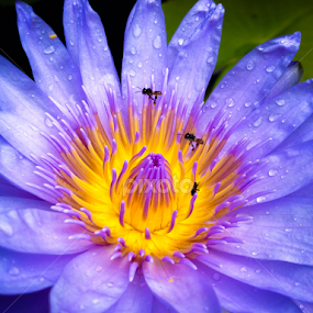 by Akiro Mahilom - Flowers Single Flower