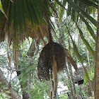 Spectacled Weaver (Nest)