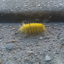 American Dagger Moth