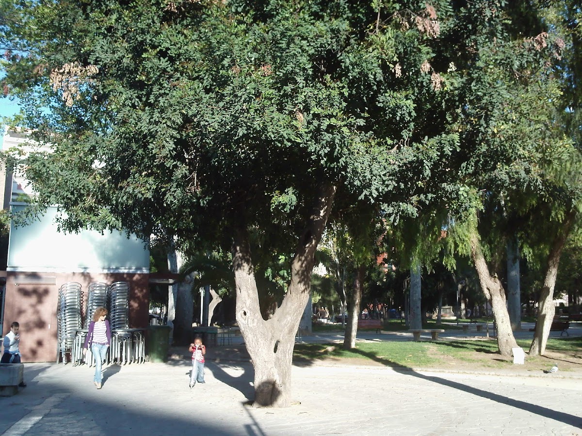 Algarrobo (Carob tree)
