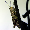 Wingless Grasshopper