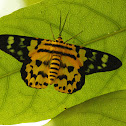 False Tiger Moth