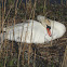 Mute Swan nesting