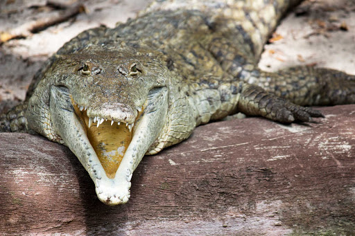An Orinoco crocodile, a critically endangered crocodile, in Tampa, Florida.