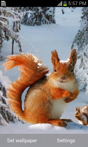 Funny Squirrel Live Wallpaper
